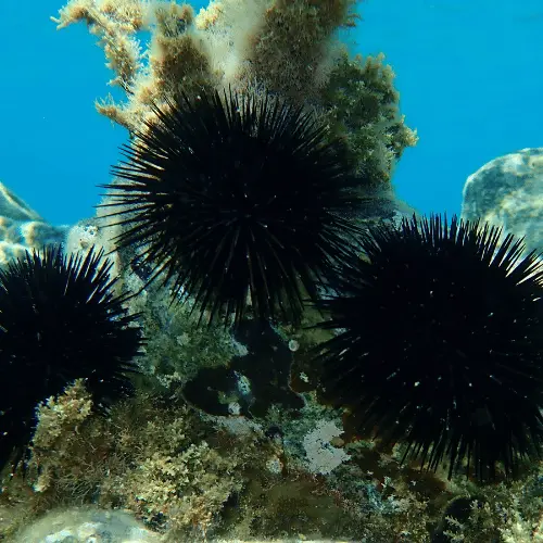 black sea urchin 
coral reef 