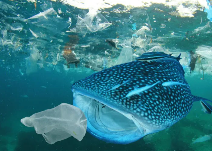 ocean health under threat plastic pollution