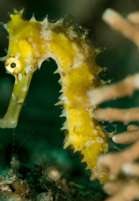 Seahorse beneath the water